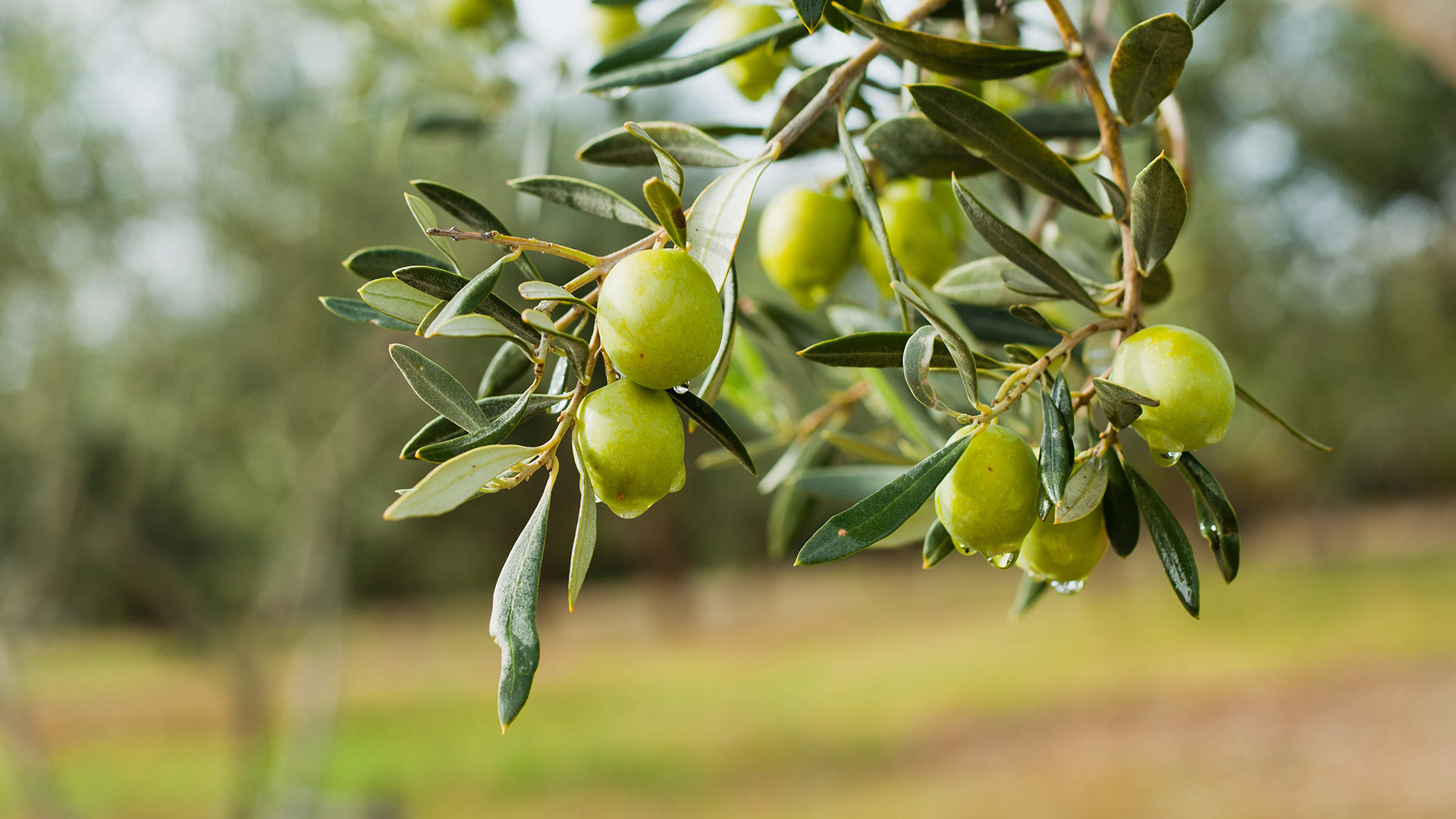 Fermentoil Olive